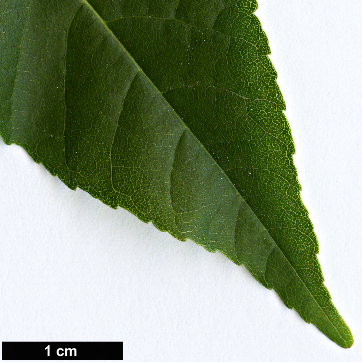 High resolution image: Family: Sapindaceae - Genus: Ungnadia - Taxon: speciosa